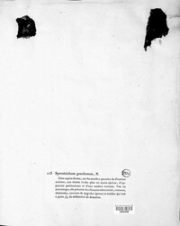 Image of Nodulisporium geochroum
